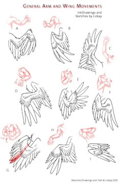 some drawings of different types of wings