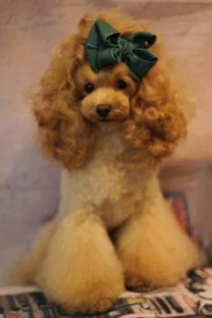 a brown poodle with a green bow on it's head sitting on a bed