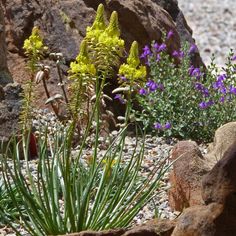 some purple and yellow flowers are in the rocks