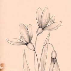 three flowers are shown in black and white on a light pink background with the words, spring is here