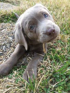 a puppy is laying in the grass and looking up