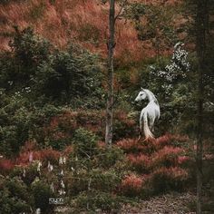 a white horse standing in the middle of a forest with trees and bushes around it