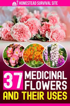 the front cover of 37 medical flowers and their uses, including pink carnations