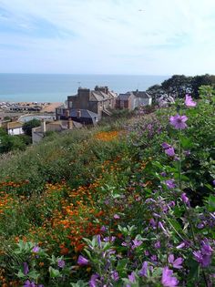 purple and orange flowers growing on the side of a hill with houses in the background