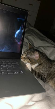 a cat laying on top of a bed next to an open laptop computer with the screen turned on