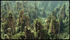 an aerial view of some very tall trees in the mountains with moss growing on them