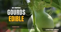 an advertisement for gourds edible is shown