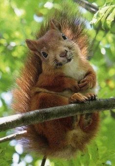 a red squirrel sitting on top of a tree branch