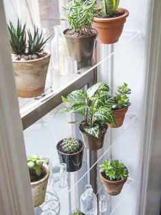 several potted plants are hanging on the glass shelves