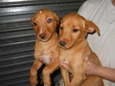 two puppies are being held in their owners arms