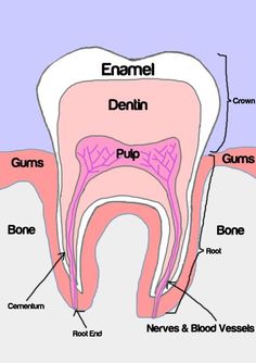 Pediatric Dental Assistant, Human Teeth Anatomy, Tooth Anatomy, Teeth Clenching, Hygiene School