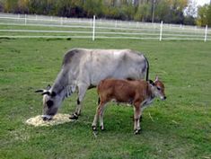 two cows grazing in an open field with trees in the background and fenced in area