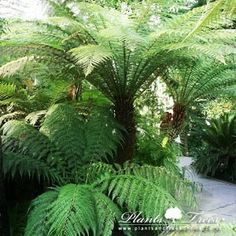 some very pretty green plants in a big room