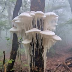 a group of white mushrooms growing on top of a tree in the foggy forest