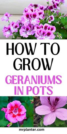 how to grow geraniums in pots with text overlay that reads, how to grow geraniums in pots