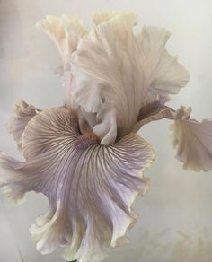 a white and purple flower in a vase