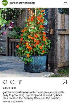 a potted plant with orange flowers in it