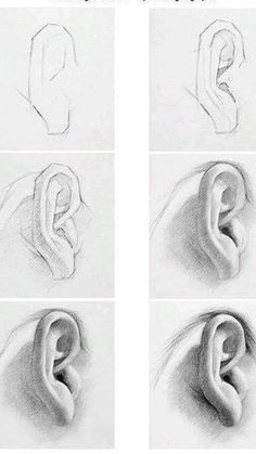 four different types of ear shapes