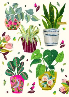 an image of some plants that are in pots