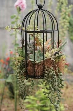 a birdcage filled with succulents and plants