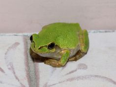 a green frog sitting on top of a white towel