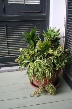 a potted plant sitting on top of a wooden floor next to a black door