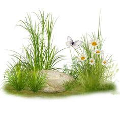 grass, rocks and daisies on a white background