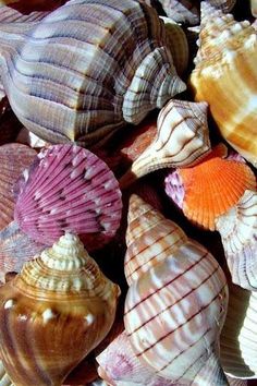 many different colored seashells are grouped together