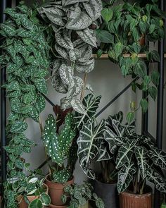 several different types of house plants on a shelf