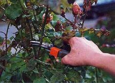 a man is trimming the branches of a tree with an orange handled pruning tool