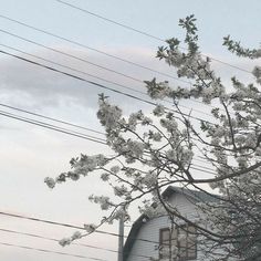 a tree with white flowers in front of a house and power lines on the other side