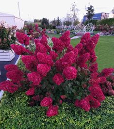 red flowers growing in the middle of a garden