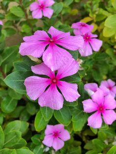 pink flowers with green leaves in the background