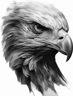 an eagle's head is shown in black and white, while the background has been drawn