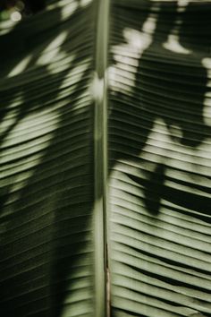 the shadow of a leaf is cast on it's back side by another plant