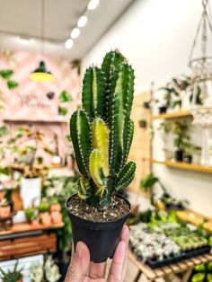 a person holding up a small cactus in a flower shop