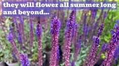 purple flowers in pots with the words, they will flower all summer long and beyond