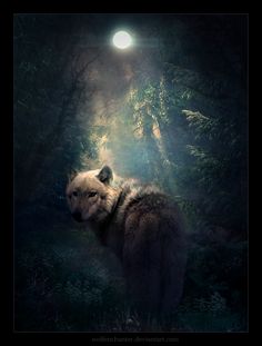 a wolf standing in the woods under a full moon