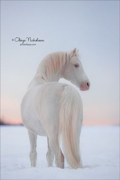 two white horses are standing in the snow