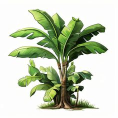 Banana Tree Clipart: 4K & Vector in Chiaroscuro Art Style