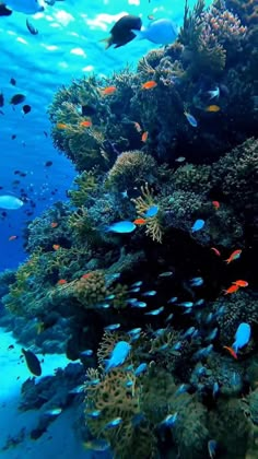 an underwater scene with many different types of fish