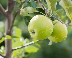 two green apples hanging from a tree branch