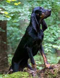 a black and brown dog sitting on top of a moss covered rock in the woods