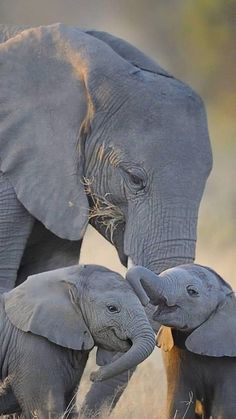 an adult elephant and two baby elephants in the grass with their trunks touching each other