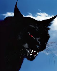 a black cat with it's mouth open and its teeth wide open in front of a blue sky