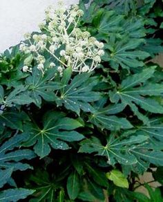 Structural Planting, Grass Border, Fatsia Japonica, Shade Tolerant Plants, Plant Palette, Gardening Zones, Front Garden Design, Planting Plan