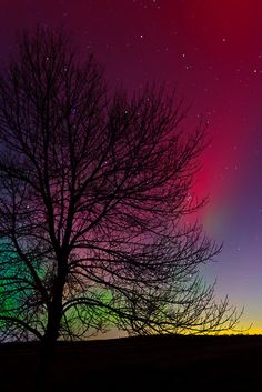 the aurora bore is visible in the night sky over trees and snow covered ground with no leaves on them