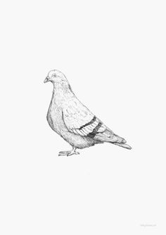 a pencil drawing of a bird on a white background