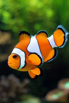 an orange and white clown fish swimming in the water