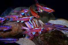 small red and purple fish on rocks in the water at night with blue light coming from behind them